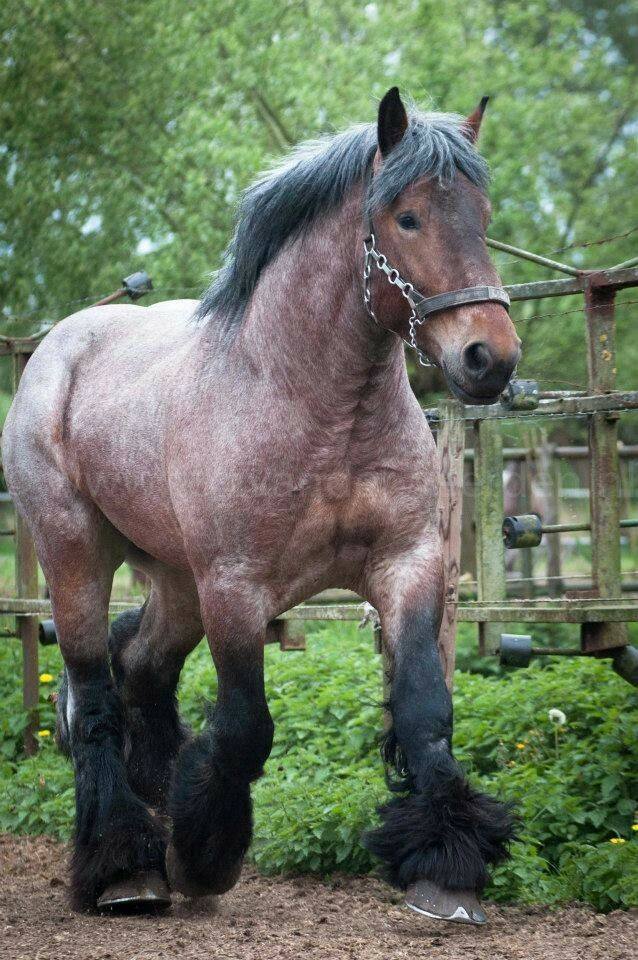 Belgian Draft Horses